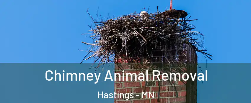  Chimney Animal Removal Hastings - MN