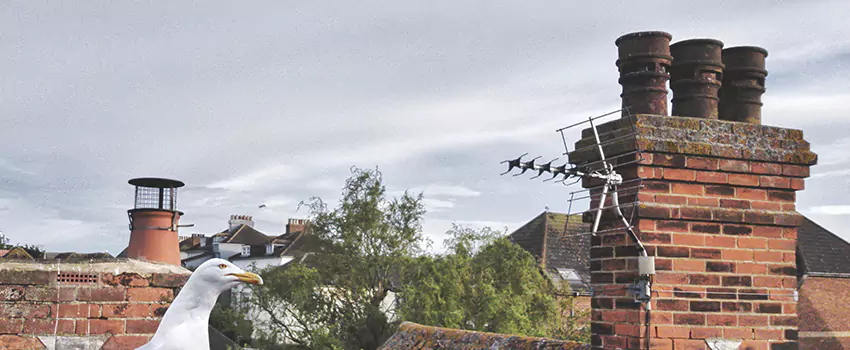 Chimney Cleaning And Restoration in Hastings, Minnesota
